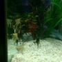 fish tank picture - My Angels