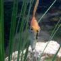 freshwater fish - pterophyllum sp. - koi angel stocking in 55 gallons tank - Angelfish