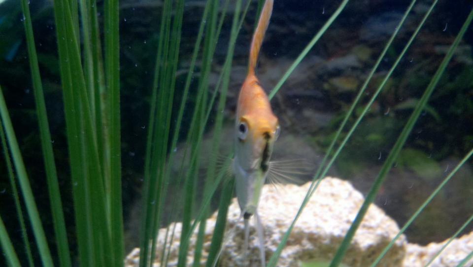 freshwater fish - pterophyllum sp. - koi angel stocking in 55 gallons tank - Angelfish