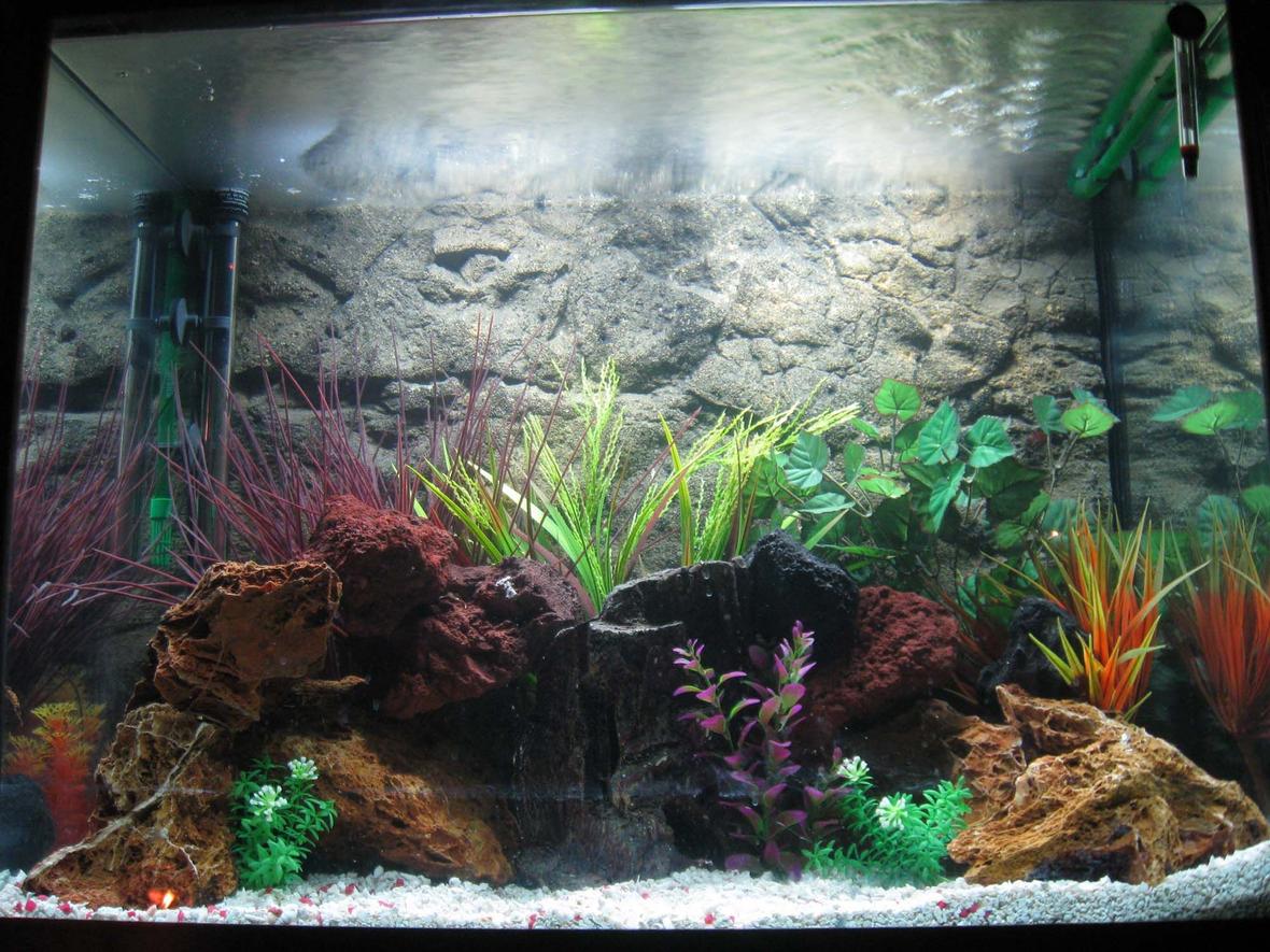 56 gallons freshwater fish tank (mostly fish and non-living decorations) - my first tank, 56 gallon, cichilds to come
