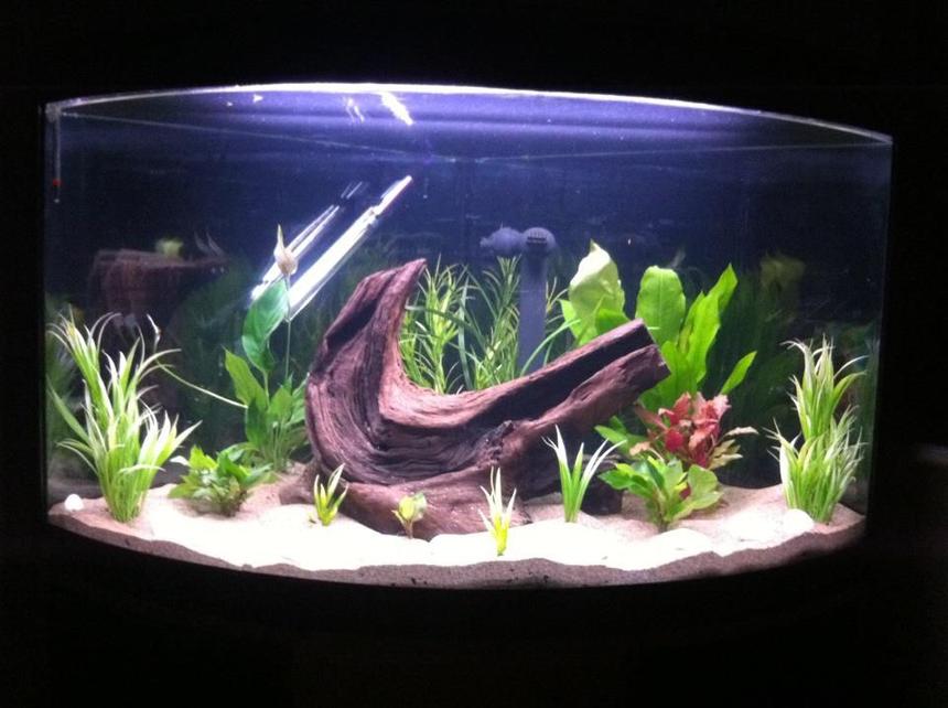 Rated #46: 51 Gallons Planted Tank - Hi Guys, My first tank not finished yet but hoping for some discus fish.