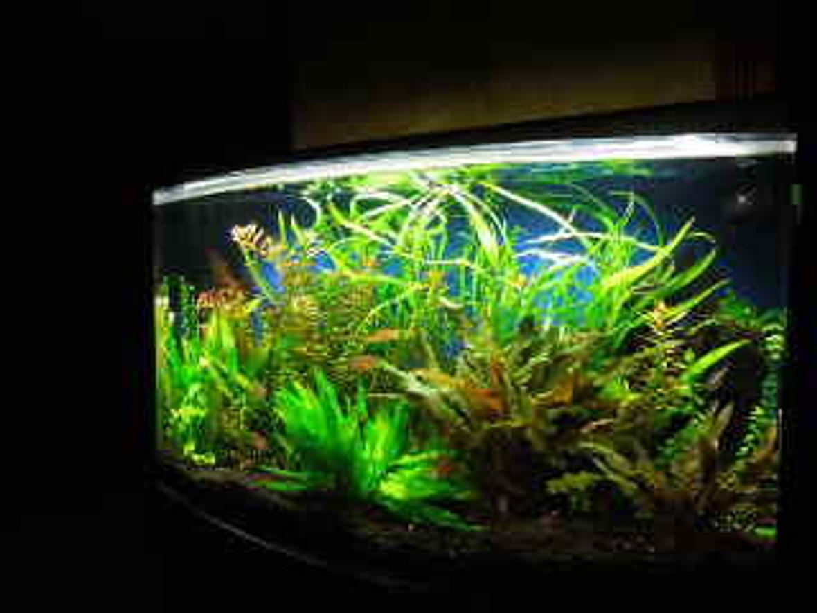 46 gallons planted tank (mostly live plants and fish) - 46 gal planted tank