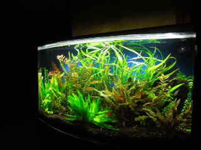 46 gallons planted tank (mostly live plants and fish) - 46 gal planted tank
