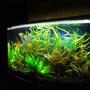 46 gallons planted tank (mostly live plants and fish) - 46 gal planted tank