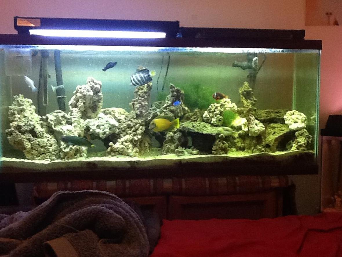 55 gallons saltwater fish tank (mostly fish, little/no live coral) - my 1st saltwater tank