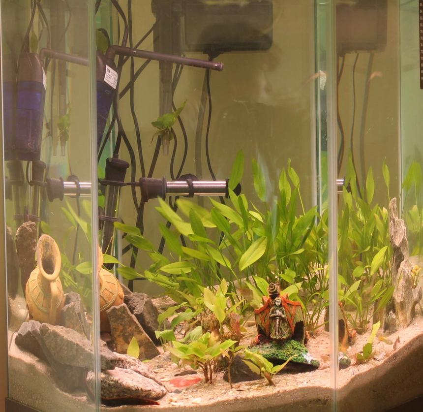 Rated #120: 45 Gallons Planted Tank - Eel City. The fire eel is in the rocks at the bottom, and the peacock eel is half-buried between the ship and the pot, in the long grass. He's an expert hider.