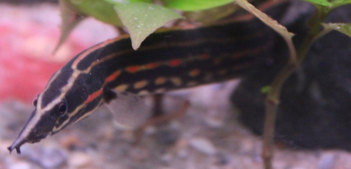 freshwater fish - mastacembelus erthrotaenia - fire eel stocking in 45 gallons tank - My fire eel