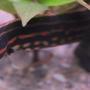 freshwater fish - mastacembelus erthrotaenia - fire eel stocking in 45 gallons tank - My fire eel
