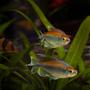 freshwater fish - phenacogrammus interruptus - congo tetra stocking in 180 gallons tank - Congo Tetras