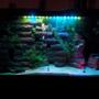 fish tank picture - Night view with LED bubble wand shining down from the top (Moonlights not on. Also red LED lights buried in the sand shining up onto the brick wall.