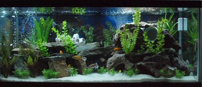 80 gallons freshwater fish tank (mostly fish and non-living decorations) - My Mixed African Cichlid Tank!!!