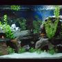 80 gallons freshwater fish tank (mostly fish and non-living decorations) - My Mixed African Cichlid Tank!!!
