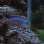 freshwater fish - aulonocara stuartgranti ngara - ngara flametail stocking in 80 gallons tank