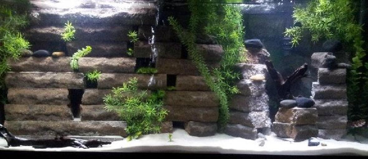 55 gallons freshwater fish tank (mostly fish and non-living decorations) - Many hiding places for fish. Fish are able to swim through various sections of the brick wall which is build n a pyramid shape.