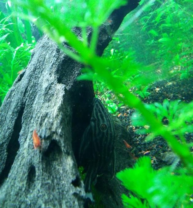 freshwater fish - panaque nigrolineatus - gold royal pleco (l-027) stocking in 55 gallons tank - Royal pleco and his little red soldiers