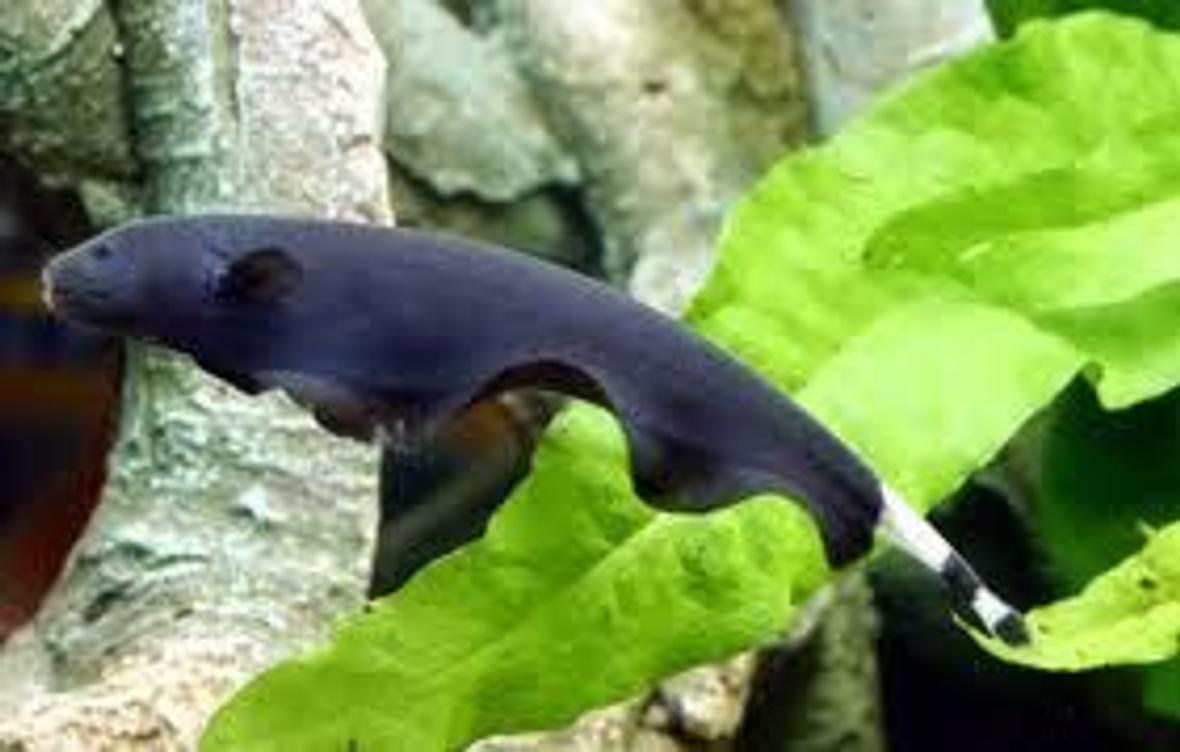 freshwater fish - apteronotus albifrons - black ghost knifefish stocking in 75 gallons tank