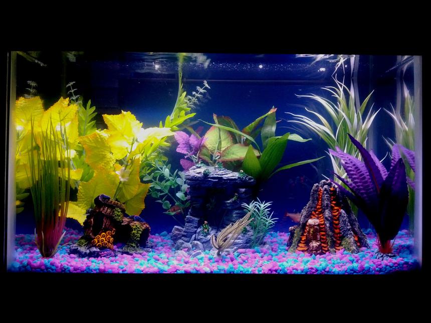 Rated #3219: 10 Gallons Freshwater Fish Tank