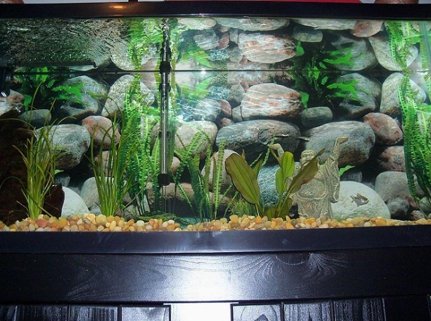 Rated #3017: 55 Gallons Freshwater Fish Tank - 55 gallon, zebra danio and diamond tetra, fresh piece of Malaysian driftwood, anarcharis, sagittaria, and Kleiner Bar.