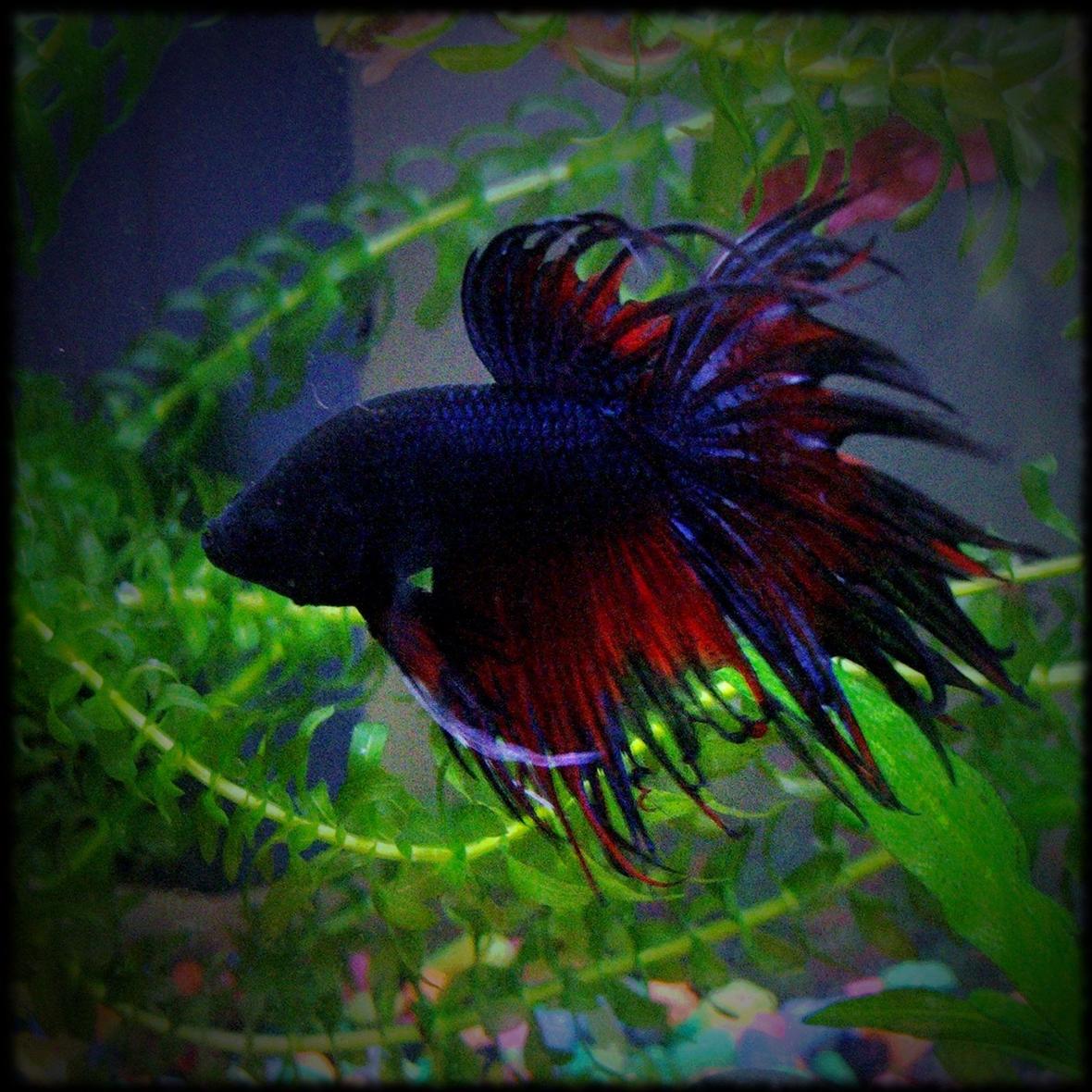 freshwater fish - betta splendens - crown tail betta stocking in 3 gallons tank - my crowntail betta