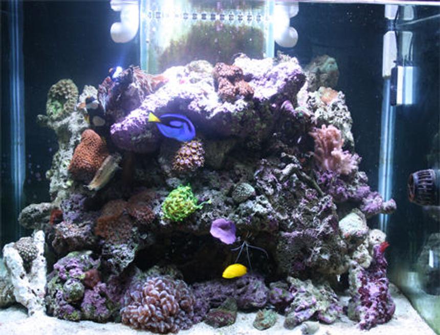 Rated #31: 85 Gallons Reef Tank - My Marine Tank