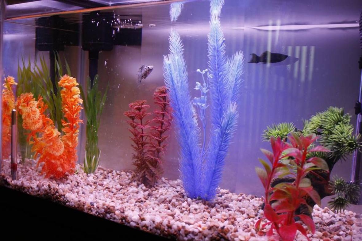 10 gallons freshwater fish tank (mostly fish and non-living decorations) - My first freshwater tank (10 Gallon) with two starting fish and an assortment of a few decorations!