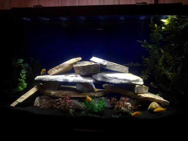 72 gallons freshwater fish tank (mostly fish and non-living decorations) - 72 gal bowfront cichlid tank