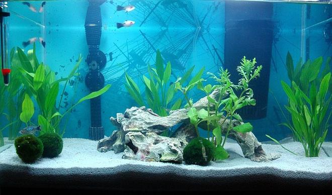 10 gallons planted tank (mostly live plants and fish) - 10 gallon Platy tank