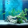 10 gallons planted tank (mostly live plants and fish) - 10 gallon Platy tank
