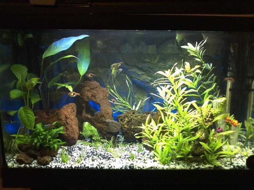 Rated #97: 27 Gallons Planted Tank - to be updated, the limnophila grew up a lot!