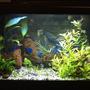 27 gallons planted tank (mostly live plants and fish) - to be updated, the limnophila grew up a lot!