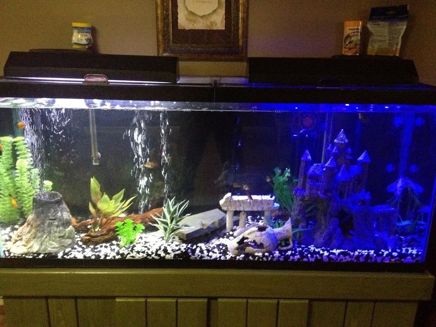 Rated #3261: 55 Gallons Freshwater Fish Tank - my tank