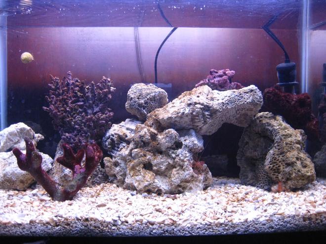 10 gallons saltwater fish tank (mostly fish, little/no live coral) - my first ever saltwater tank 10 gallon 2 yellow tail damsels and one royal gramma also a colony of zoo anthids and one mushroom coral