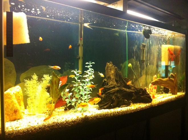 55 gallons freshwater fish tank (mostly fish and non-living decorations) - my crayfish tank