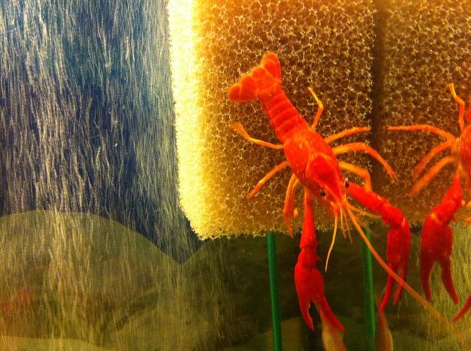corals inverts - enoplometopus sp. stocking in 55 gallons tank - Orange Crayfish