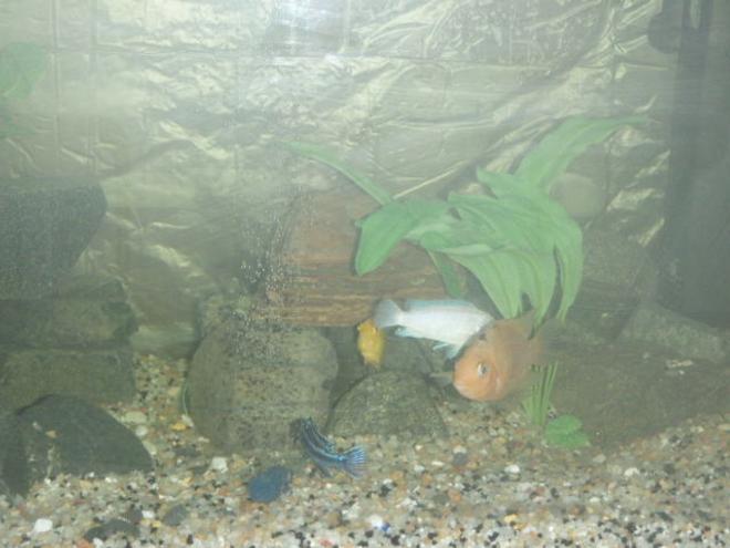 freshwater fish - sciaenochromis ahli - electric blue cichlid stocking in 112 gallons tank - yellow lab, electric blue, pseudotropheus, and a convict/parrot cichlid