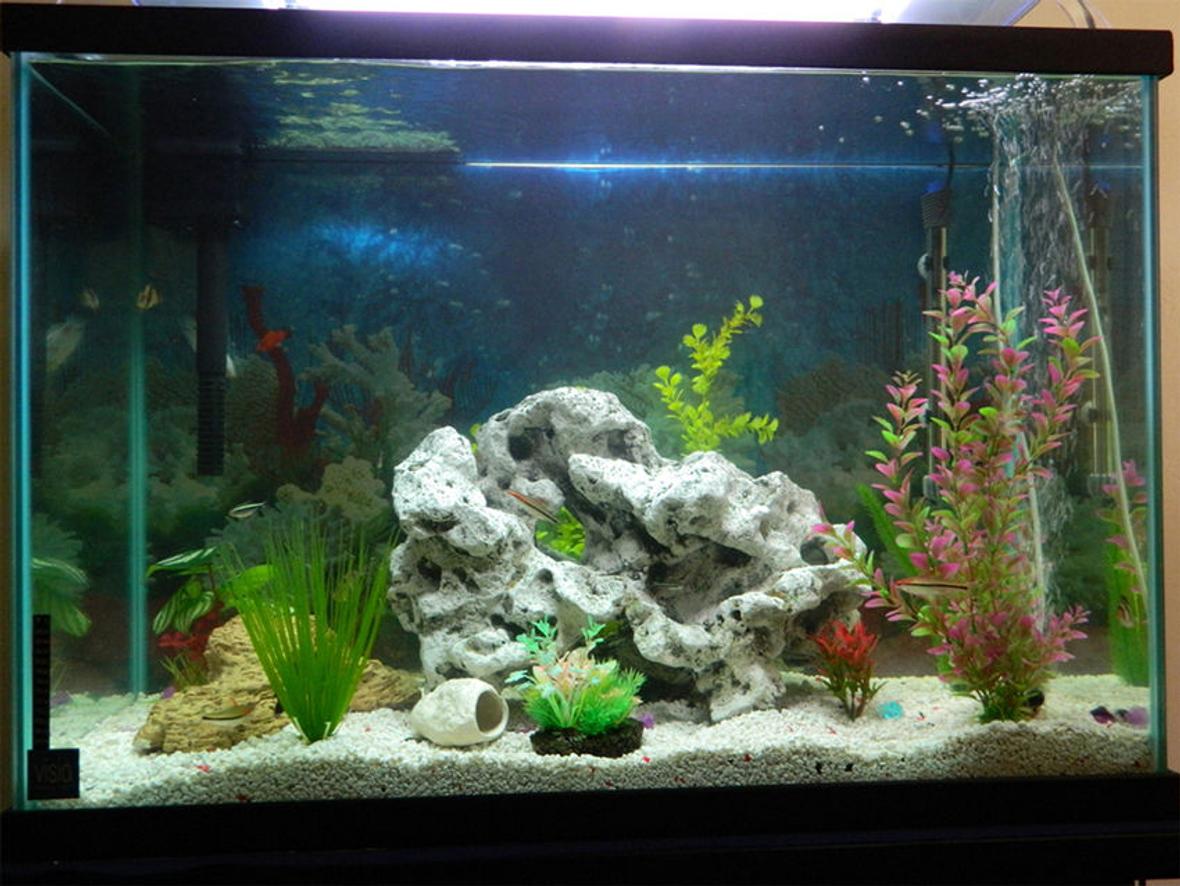 fish tank picture - Additional photo.