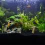 10 gallons planted tank (mostly live plants and fish) - 10g planted tank