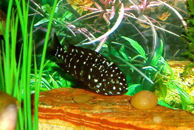 freshwater fish - tropheus duboisii - duboisi cichlid stocking in 150 gallons tank - Tropheus duboisi