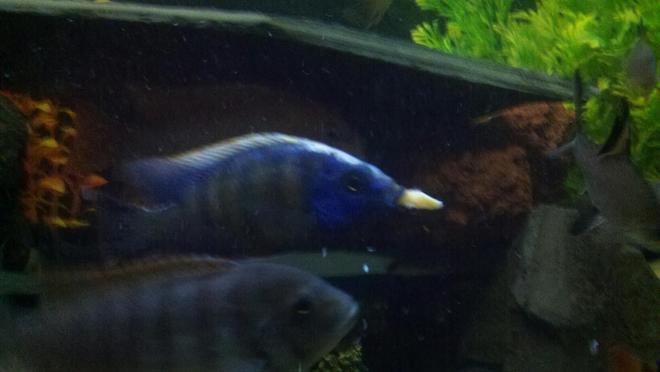 freshwater fish stocking in 100 gallons tank