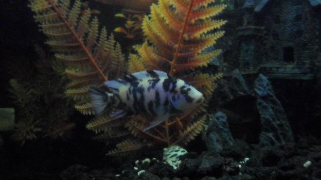 freshwater fish - labeotropheus fuelleborni - fuelleborni cichlid, orange blossom stocking in 100 gallons tank
