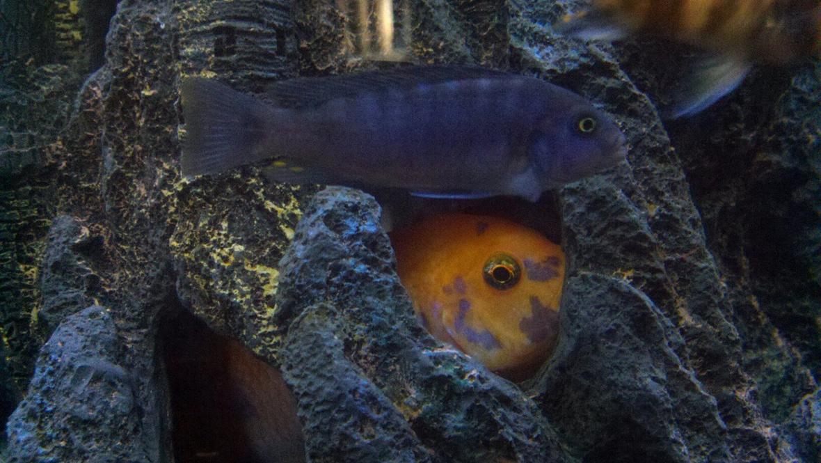 freshwater fish - aulonocara nyassae - blue peacock cichlid stocking in 100 gallons tank