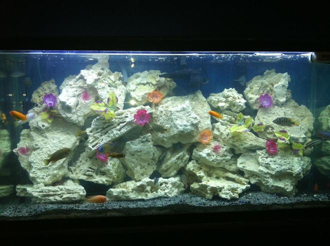 60 gallons freshwater fish tank (mostly fish and non-living decorations) - it speeks for it self.