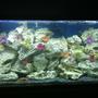 60 gallons freshwater fish tank (mostly fish and non-living decorations) - it speeks for it self.