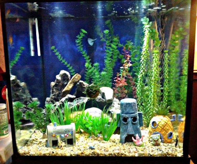 27 gallons freshwater fish tank (mostly fish and non-living decorations) - My 2 year old daughters 27 gallon cube tank.  She loves Spongebob.