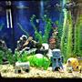 27 gallons freshwater fish tank (mostly fish and non-living decorations) - My 2 year old daughters 27 gallon cube tank. She loves Spongebob.