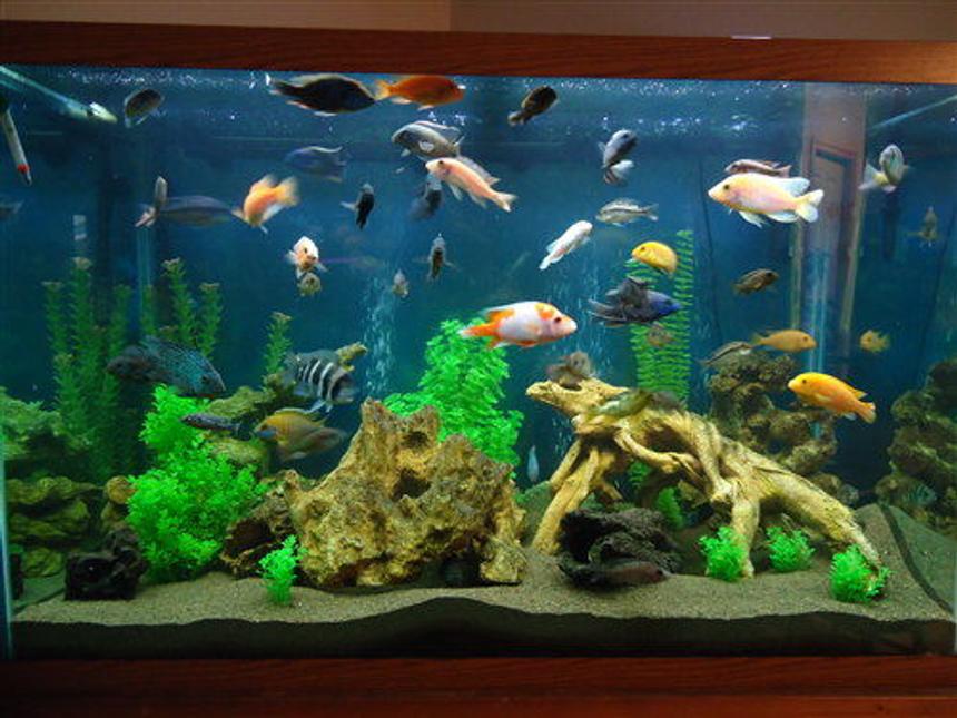 Rated #50: 150 Gallons Freshwater Fish Tank - 150 gallon mixed cichlid