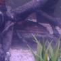 freshwater fish - ancistrus sp. - bushy nose pleco stocking in 75 gallons tank