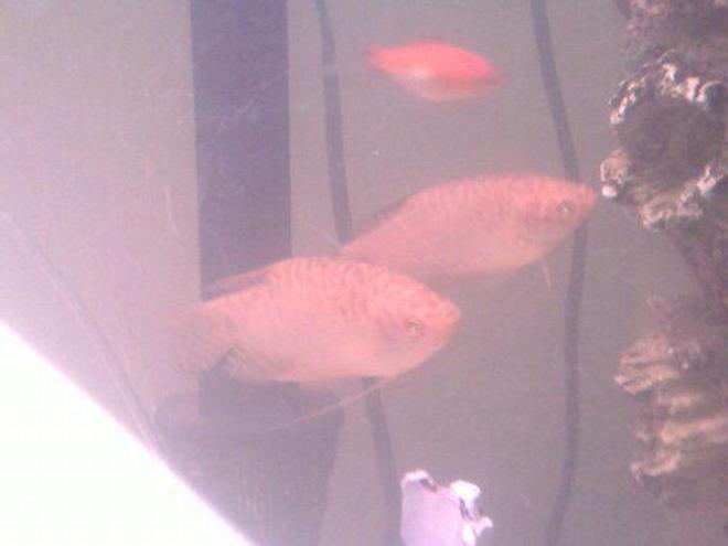 freshwater fish - trichogaster trichopterus - gold gourami stocking in 75 gallons tank