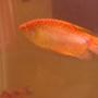 freshwater fish - trichogaster trichopterus - gold gourami stocking in 75 gallons tank