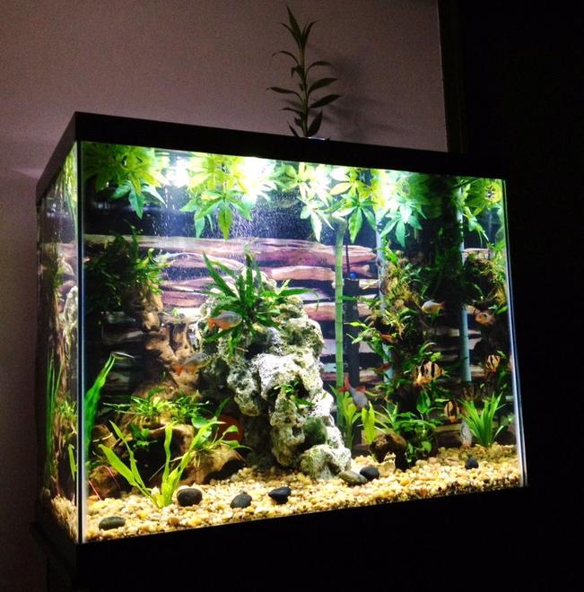 54 gallons freshwater fish tank (mostly fish and non-living decorations) - 55 tall "river" themed tank